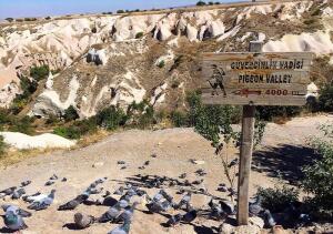 pigeon-valley-cappadocia